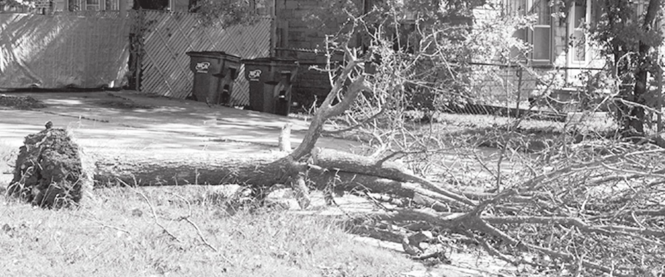 High Winds Knock Down Power Lines, Uproot Trees