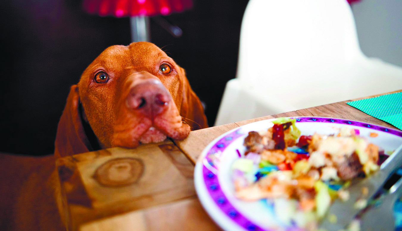 Beware of Human Foods Toxic to Pets