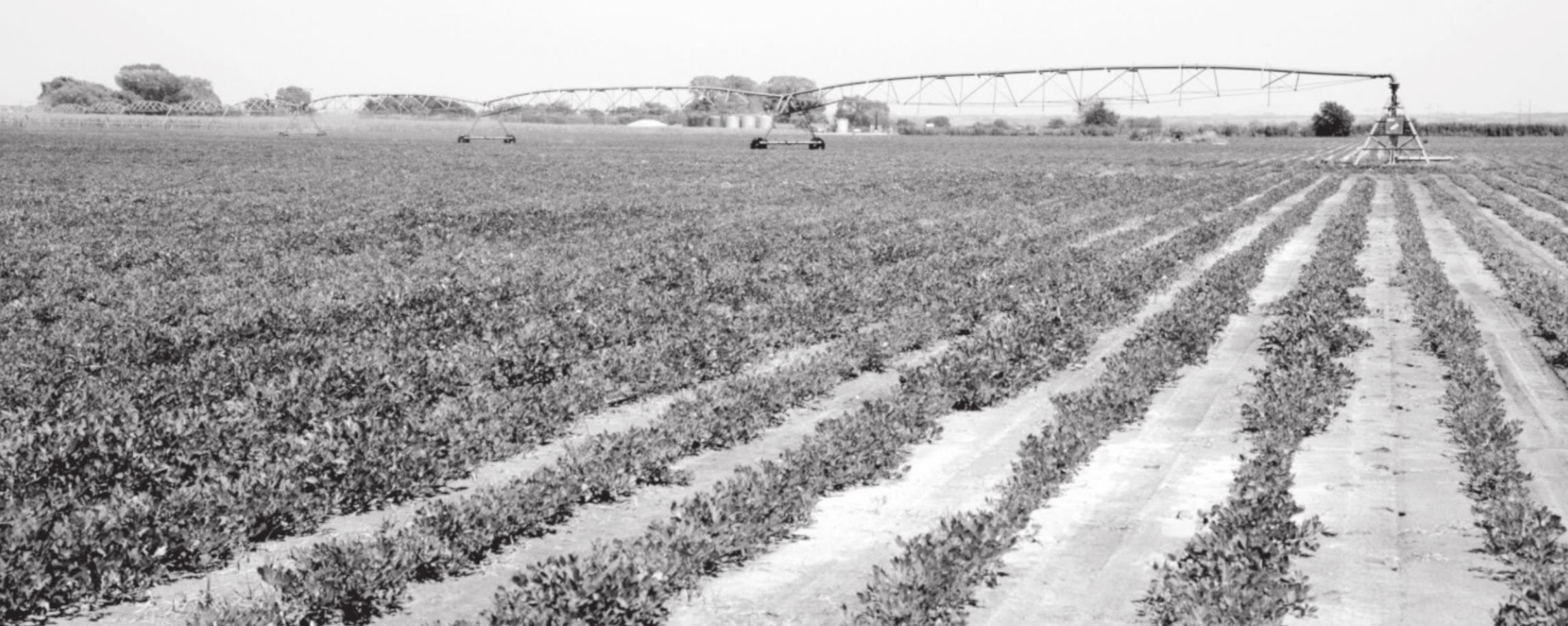 Premier Oklahoma Peanut Educational Event Going Virtual on March 25