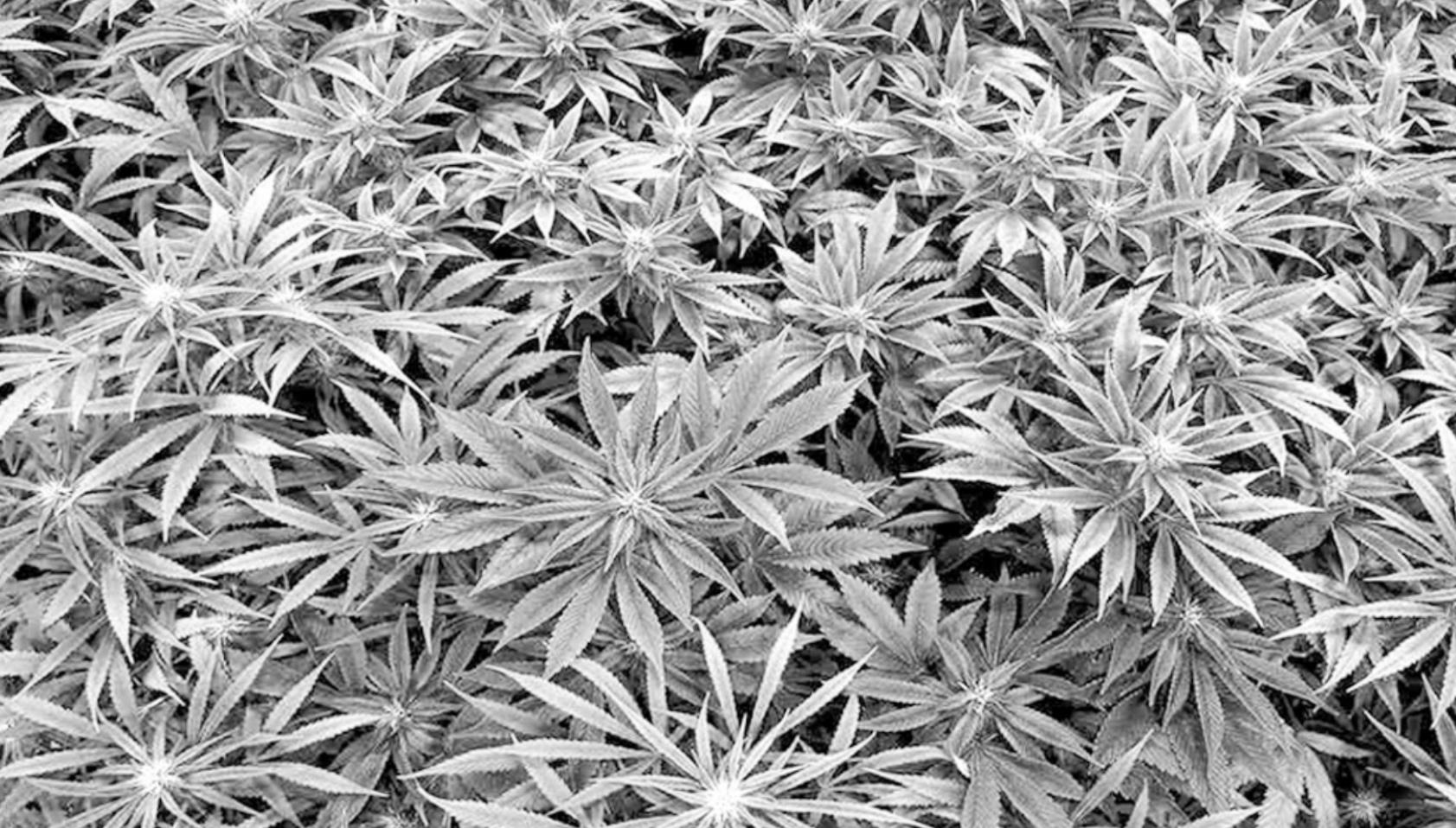 New Law Addresses Foreign Pot Growers