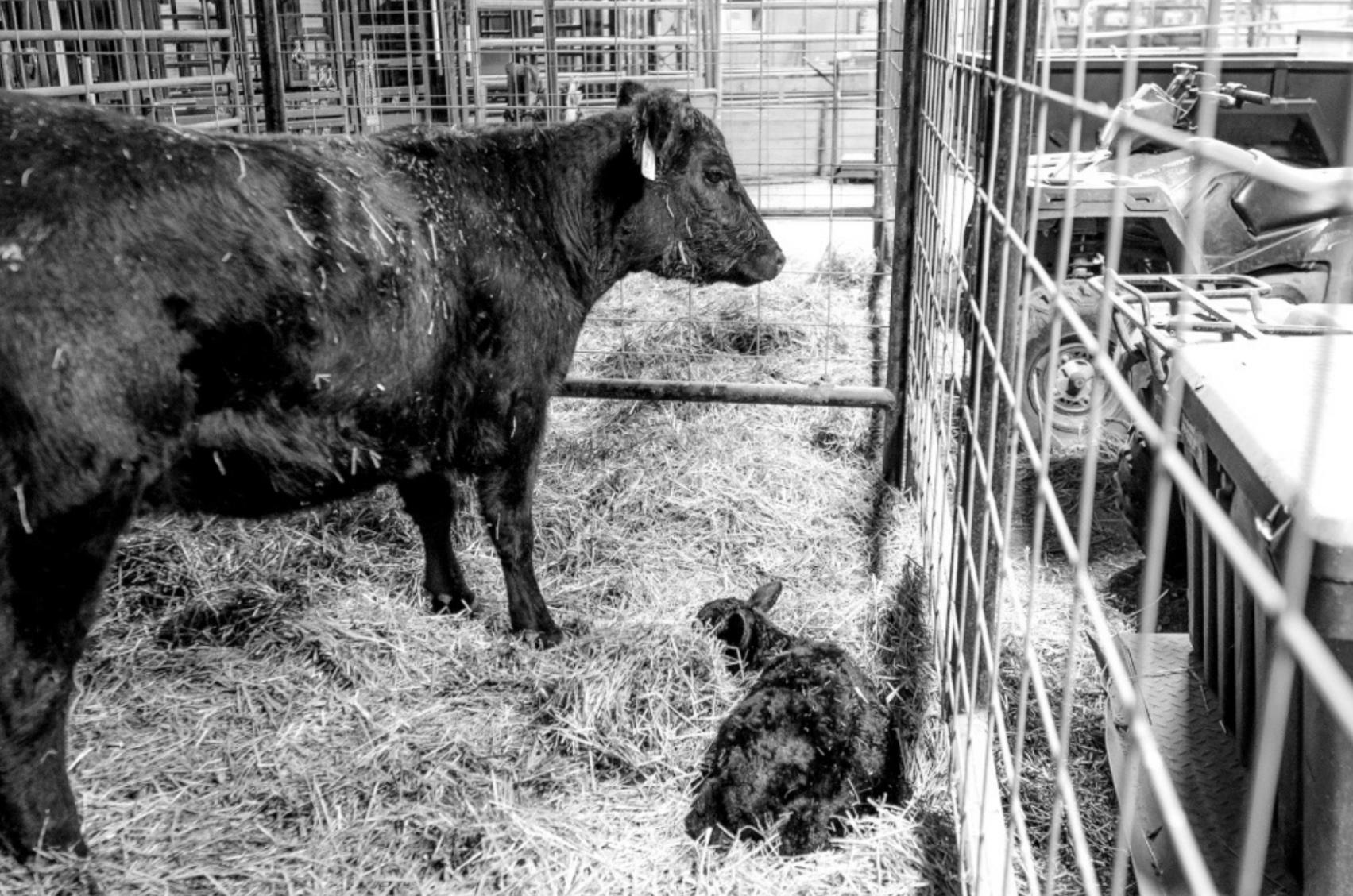 A Backwards Calf Will Need Assistance at Birth