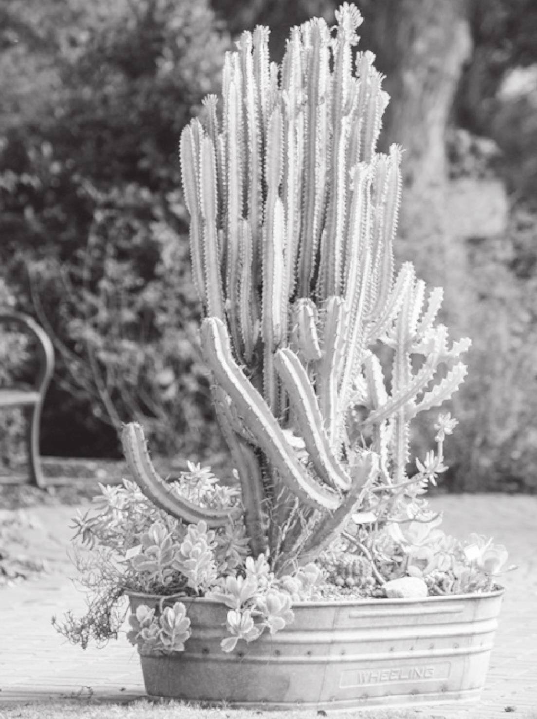 Container garden is a great place to start for novice gardeners