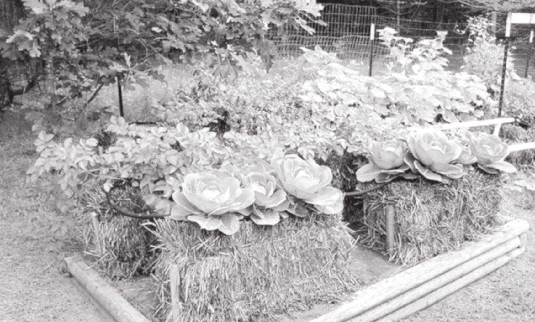 Have You Heard About Strawbale Gardening?