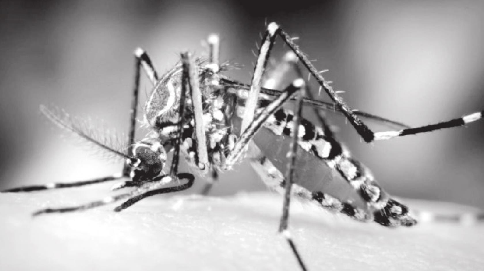 Three Techniques to Keep Mosquitoes Out of Your Backyard Oasis