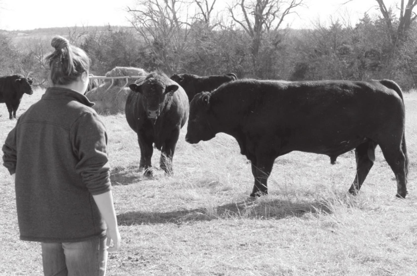Cattle Breeders Should Check Bull Fertility After Recent Snowstorms