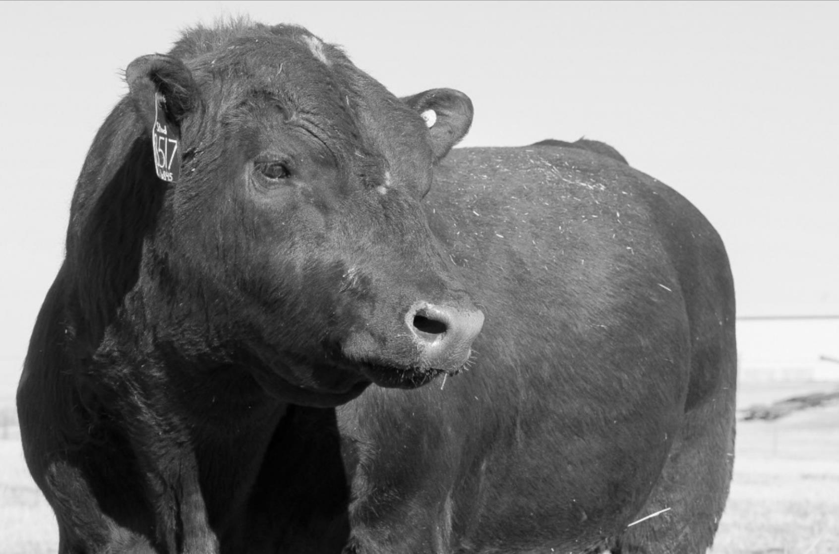 Preparation Key in Herd Sire Selection