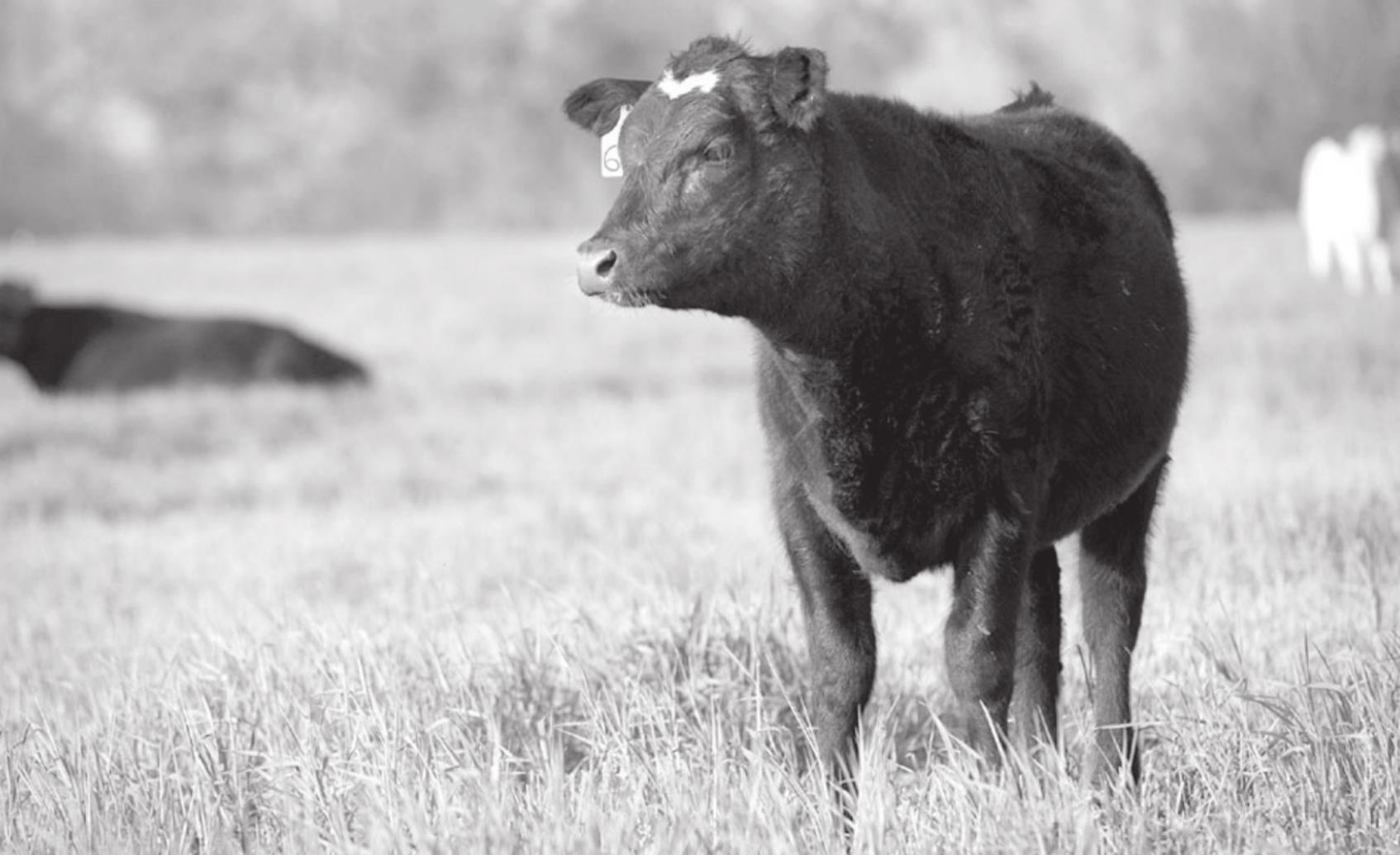 Testing of Hay, Pastures Key to Offsetting High Feed Grain Prices