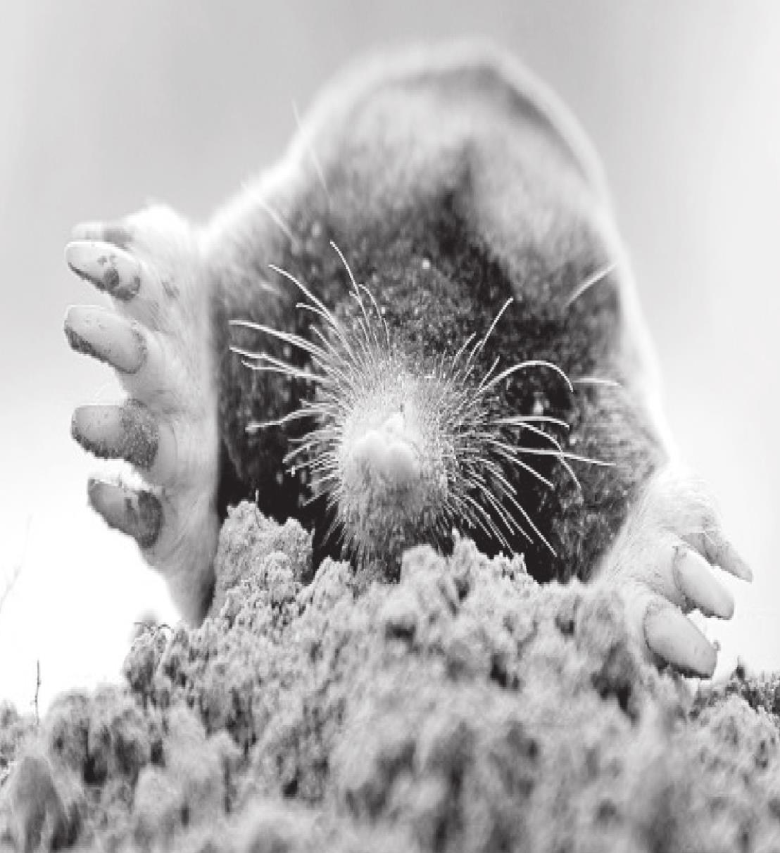 Identify and Treat a Garden Mole Problem