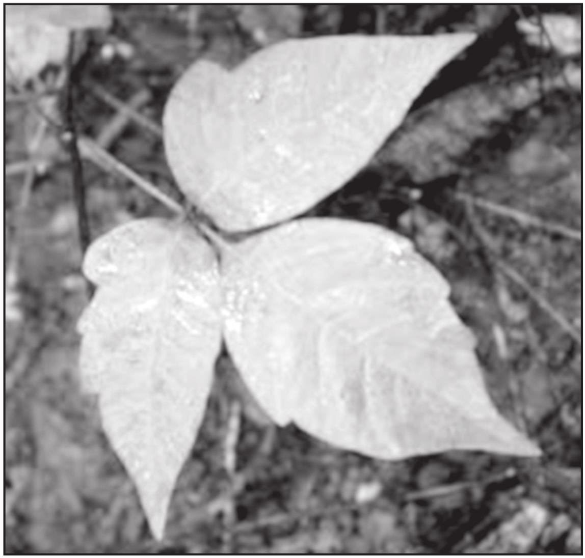 How To Identify Poison Ivy