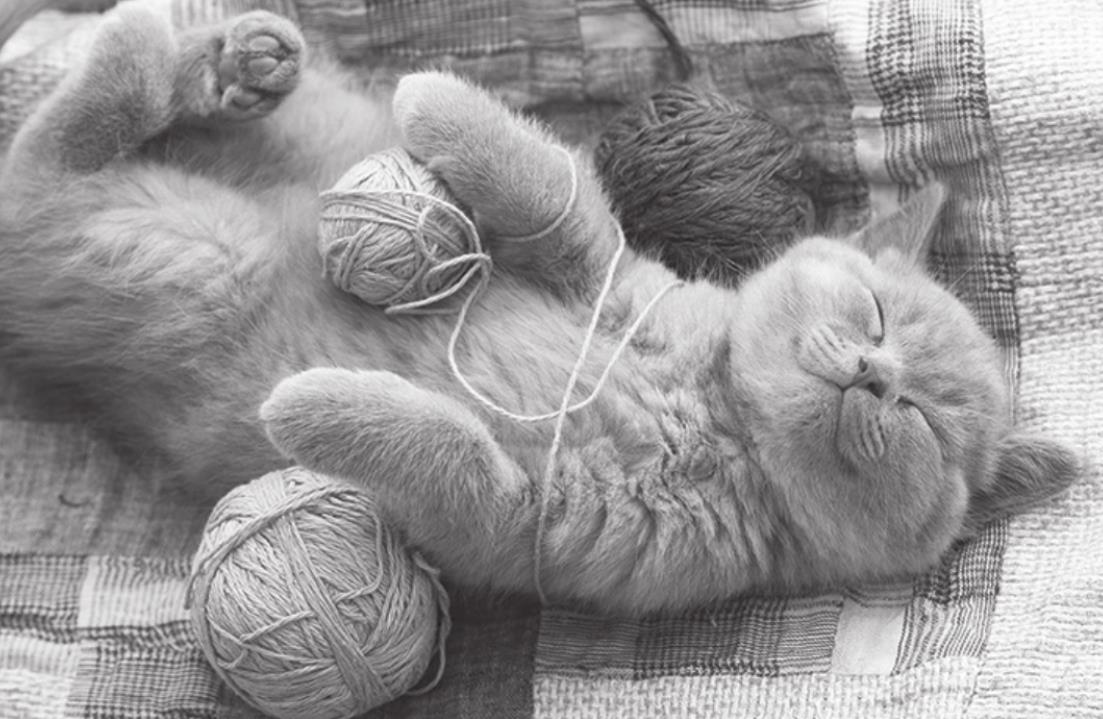 Common Cat Health Concerns