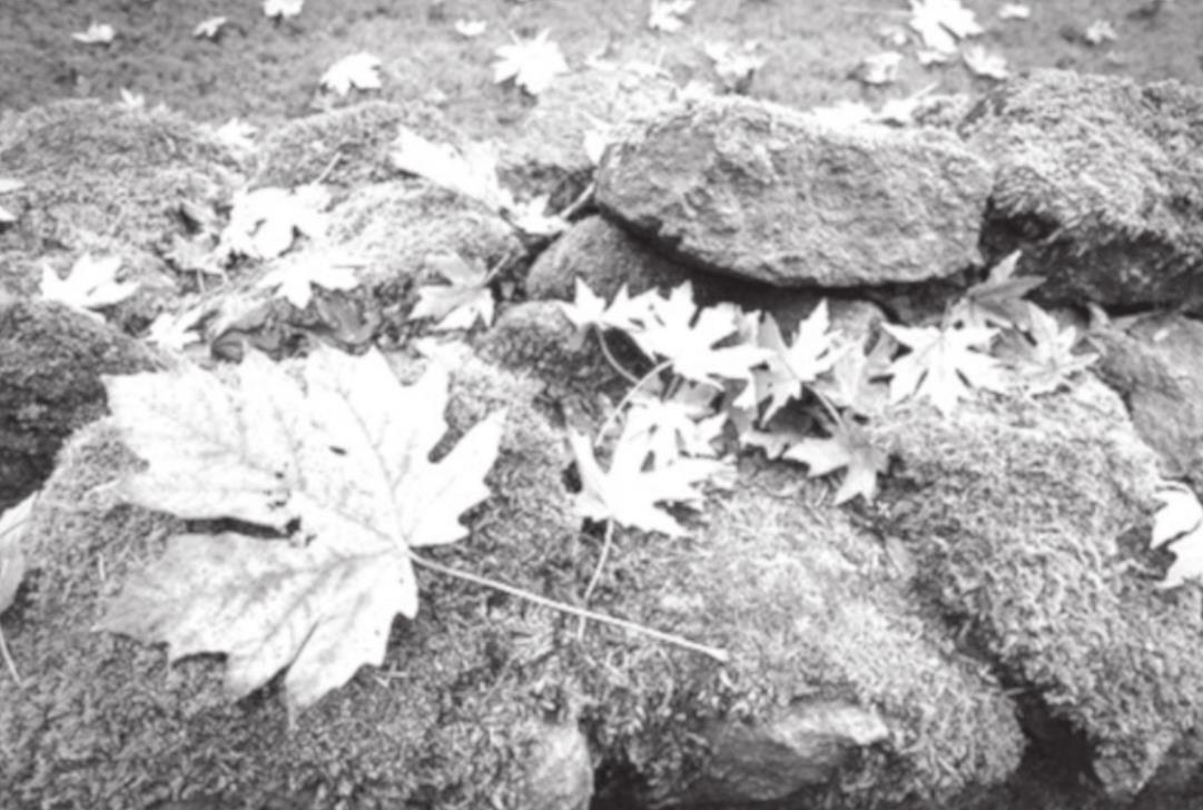 How to Address Moss in the Lawn