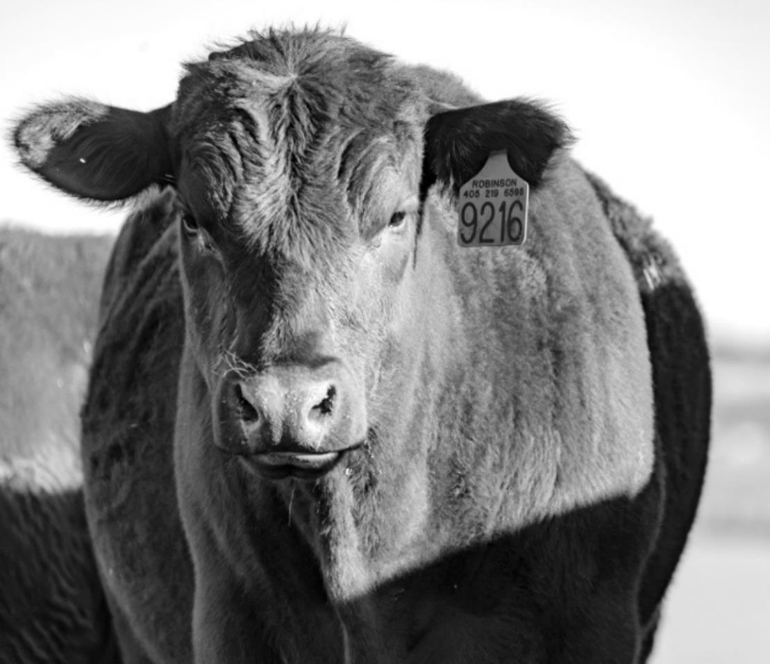 Get the Most Out of Higher Cattle Placement Weights in Feedlots