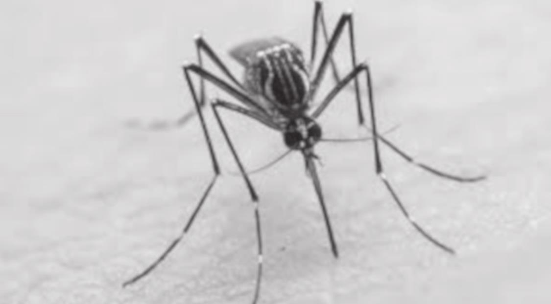 Prevent Mosquitoes From Spoiling your Summer Fun