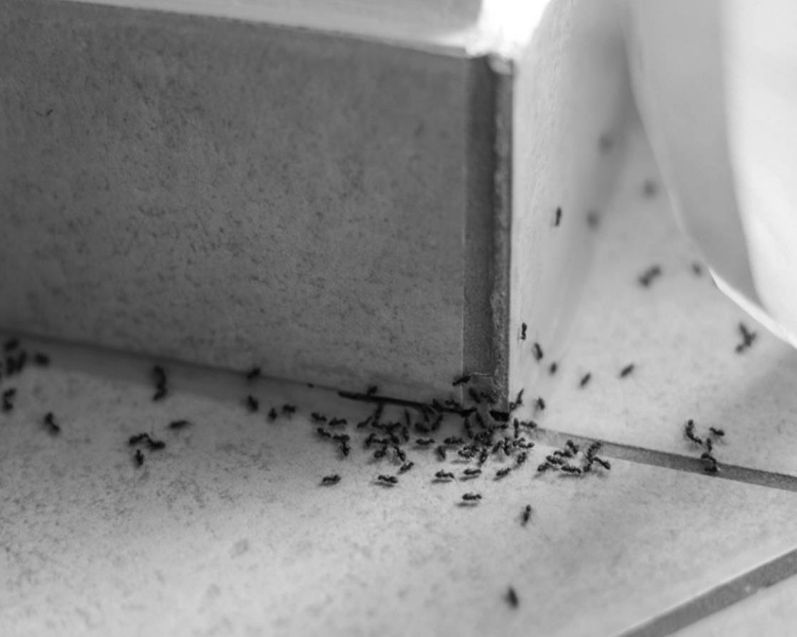 How to Control Common Spring Pests