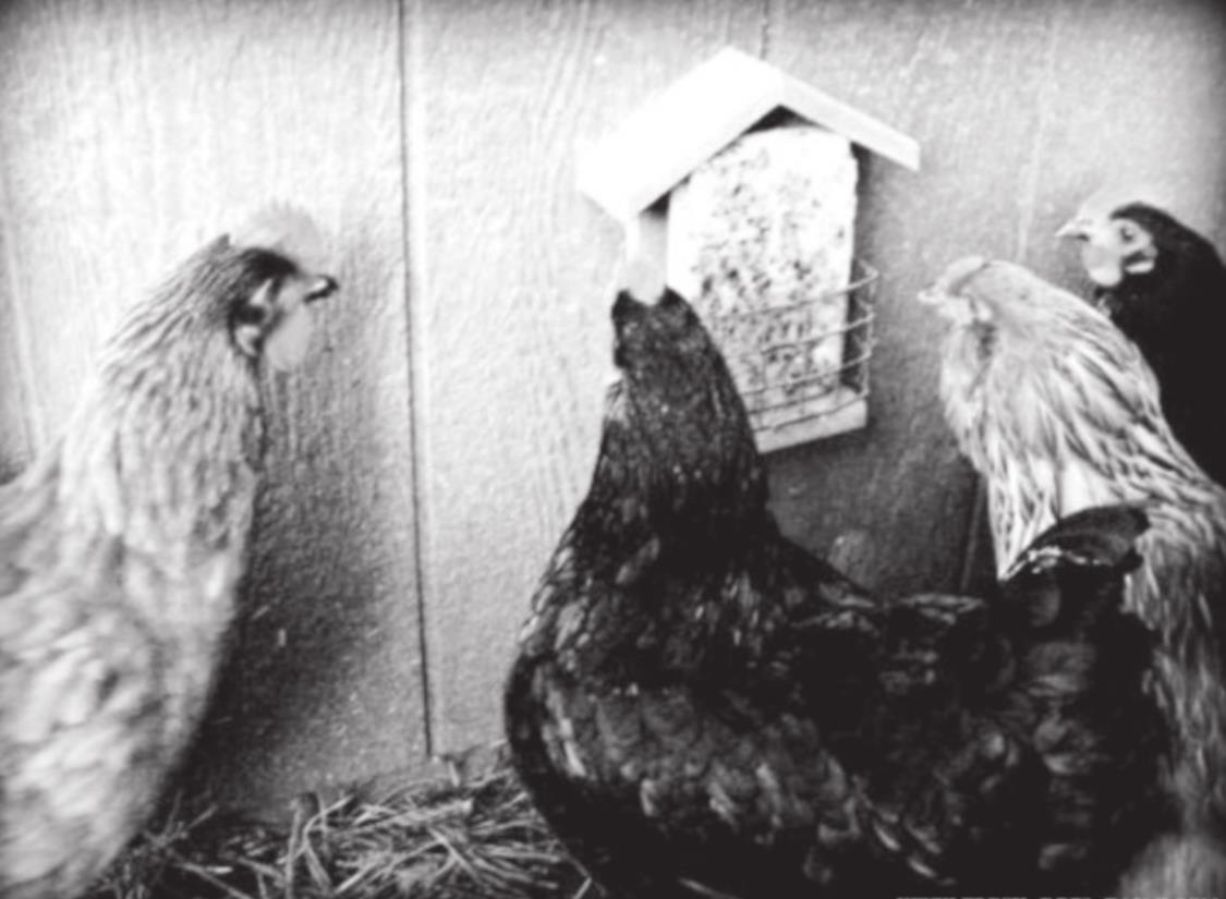 Homemade Suet Blocks for your Chickens or the Wild Birds