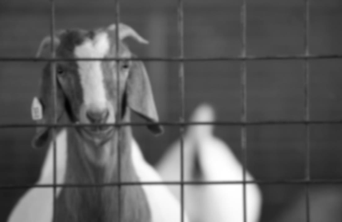 Goat Producers May Consider Ownership Opportunities