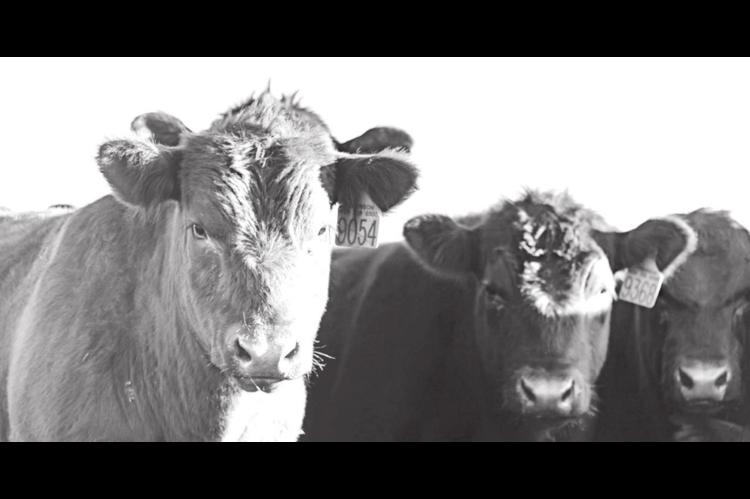 Cattle Industry Losing Billions To COVID-19, Report Finds