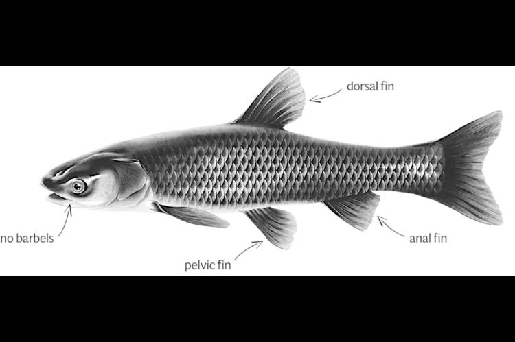Catch Black Carp in Oklahoma, Collect $100 Bounty