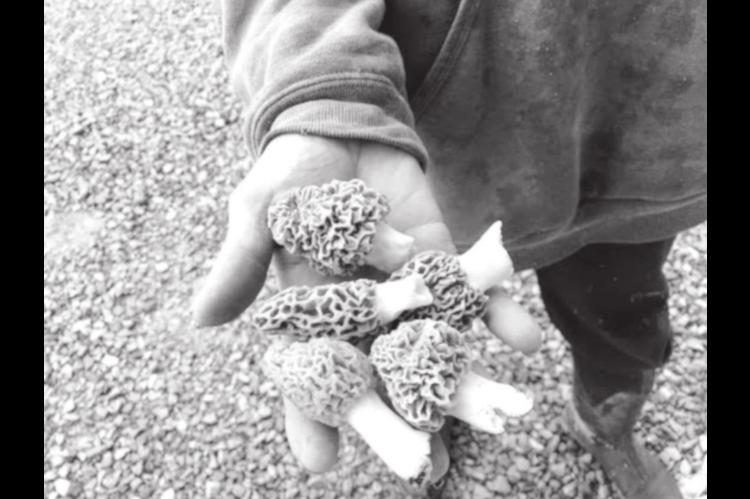 Even Experts can be Fooled Hunting Wild Mushrooms