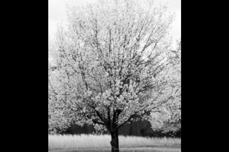 Callery Pear Causes Issues in Landscape and Pastureland