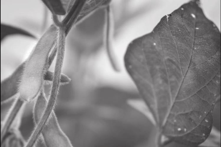 Insect Control Key to Successful Double-crop Soybean Management