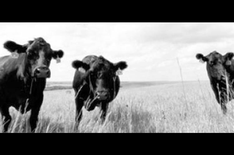 Keeping Your Cattle And Pastures Healthy