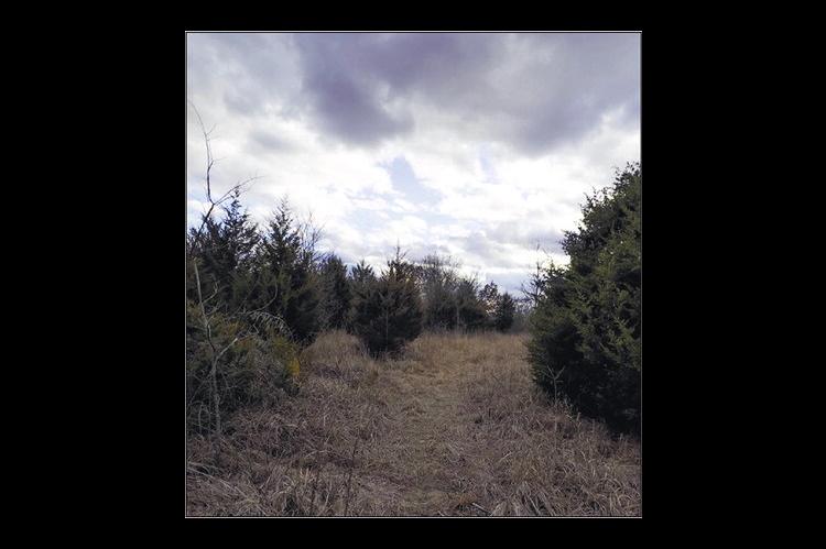 Two Bills Take Aim at Invasive Cedars; Lawmakers Urge Agency to Take Action