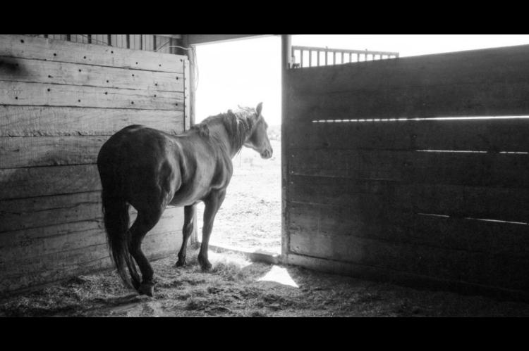 Biosecurity Important Tool In Fighting Vesicular Stomatitis In Horse Operations