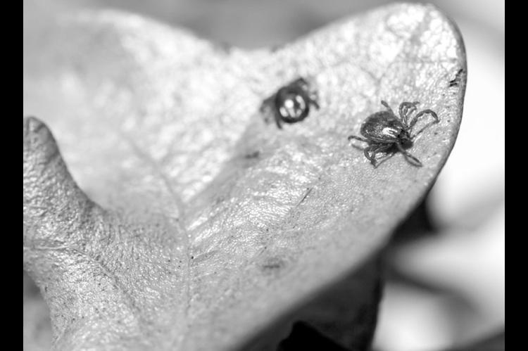 Ticks and flies around cattle are problematic in the spring months. (Photo by Mitchell Alcala, OSU Agriculture)