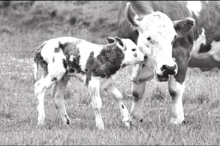 Oklahoma Cattleman Represents NFU at Historic Cattle Industry Summit