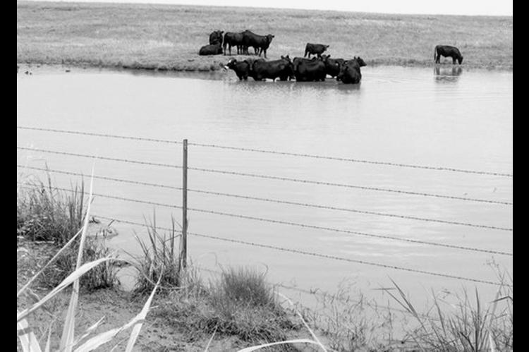 Fixing Muddy Pond Waters