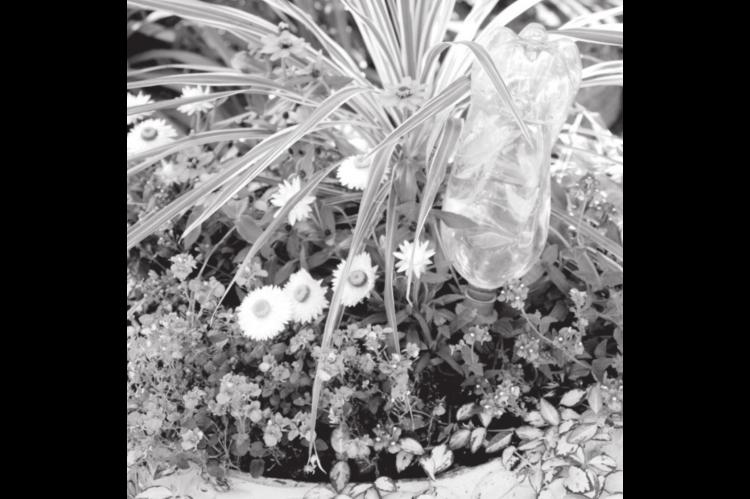Vacation Care for Container Gardens