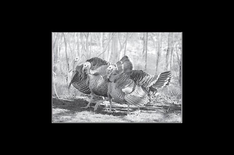 Wild Turkey Hunting Season Has Begun in Oklahoma