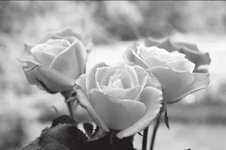 Tips for Pruning Your Roses