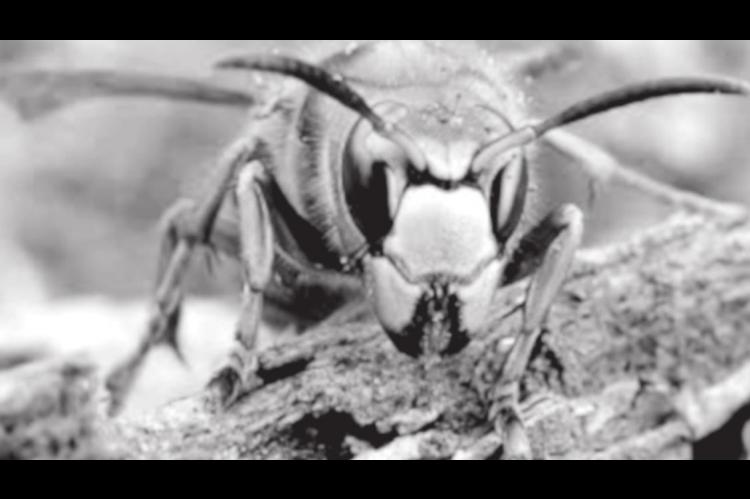‘Murder hornets’ have arrived in the U.S.—here’s what you should know