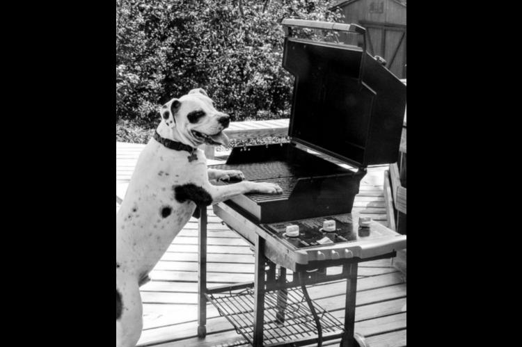 Make Barbecues Safer for Your Pets this Summer