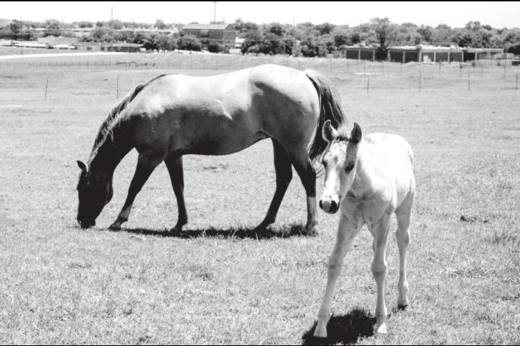 Preparation Helps Foaling Go Smoother for Both Mares and Horse Managers
