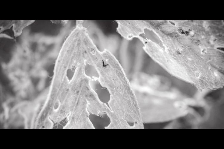 Oklahoma Alfalfa Weevil Insecticide Resistance Study a Statewide Collaboration