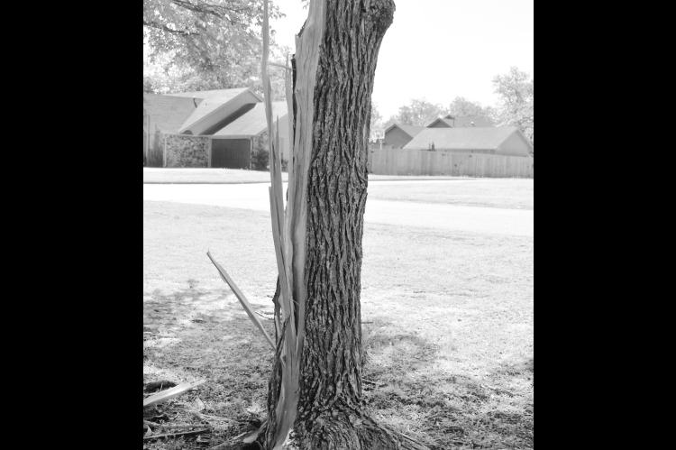 A tree on the Northwood Elementary campus was split by a lightning strike over the weekend as severe weather rolled across Seminole County. Locally, no tornadoes were associated with the storm but in Hughes County a tornado claimed one life Saturday. —S