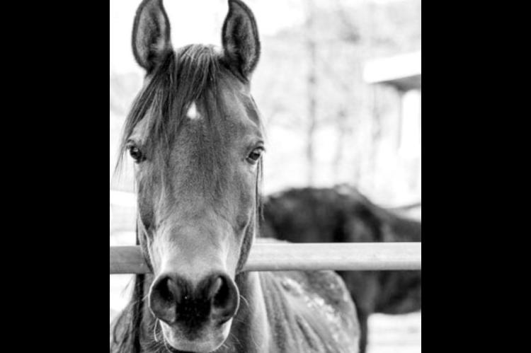 Equine Owners Should Monitor for EHV-1