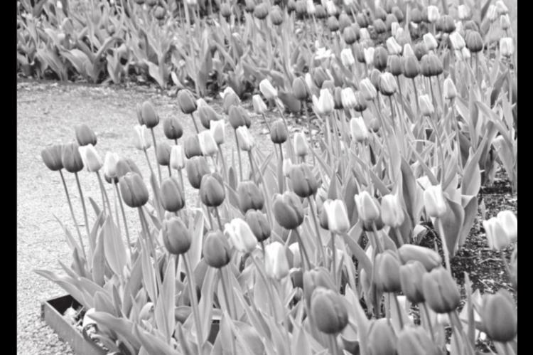Care for Spring Flowering Bulbs