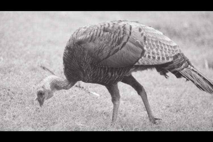 App helps researchers learn about gamebird reproduction