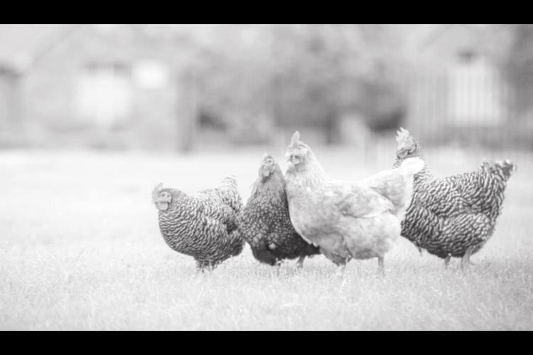 Small Flock Production Provides Benefits, But Good Management Remains A Must