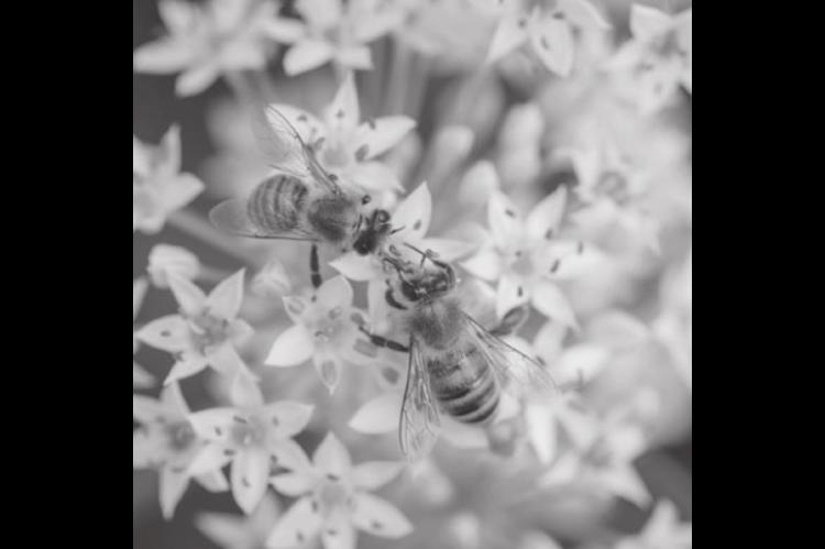 How to Bring Beneficial Bees Back