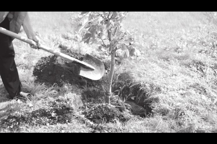 Techniques for Planting Trees