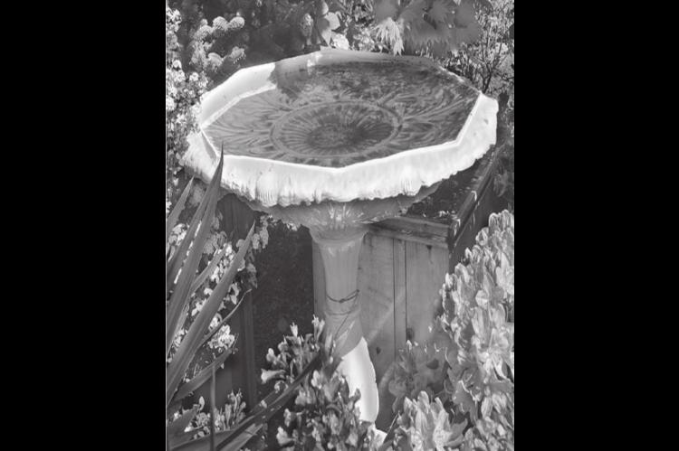 A Guide to Buying and Setting Up a Bird Bath