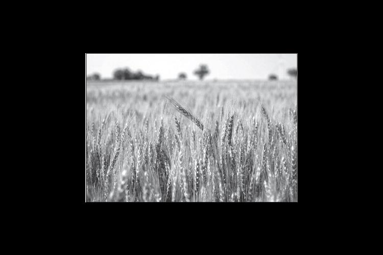 OSU Wheat Varieties Oklahoma’s Top 4 Most Planted