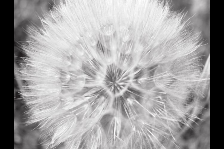 What a Dandy…