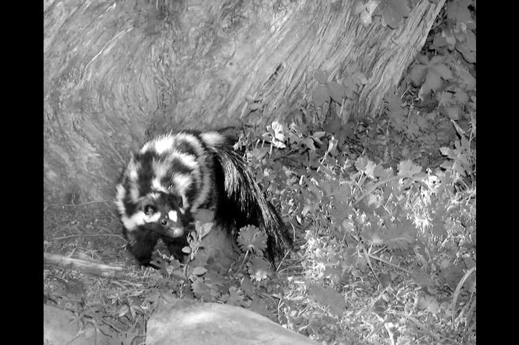 The plains spotted skunk is pictured. (U.S. Fish And Wildlife Service photo)