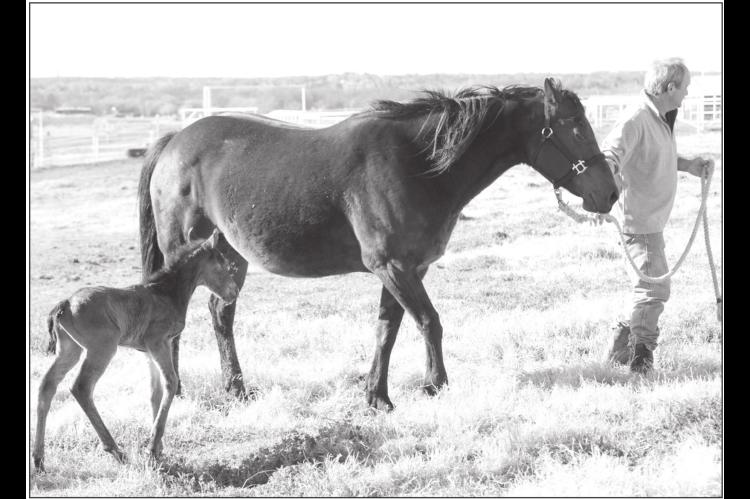 Horse Owners Urged To Plan Care During Pandemic
